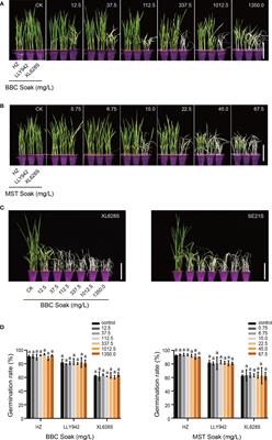 Utilizing differences in bTH tolerance between the parents of two-line hybrid rice to improve the purity of hybrid rice seed